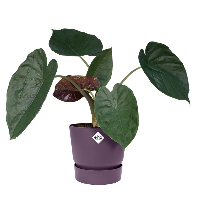 greenville rond 18cm vintage prune